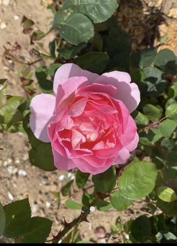 Bare root rose plant sir - root,