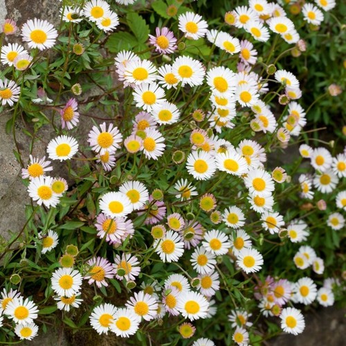 Erigeron plug plants flowers - erigeron,