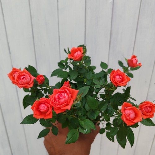 Roses various colours pink