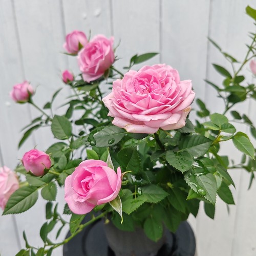 Roses various colours - , pink