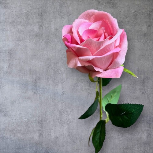 Realistic single velvet - realistic, rose