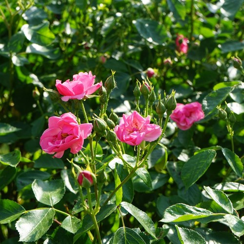 Garden roses plants bare root - garden,