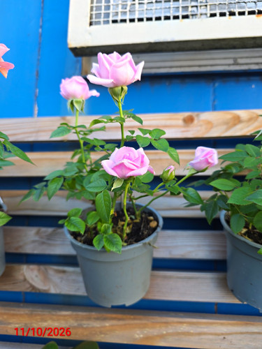 Potted rosa rose plant - rosa, with