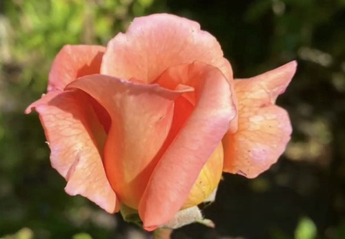 Absolutely gorgeous fragrant - absolutely,