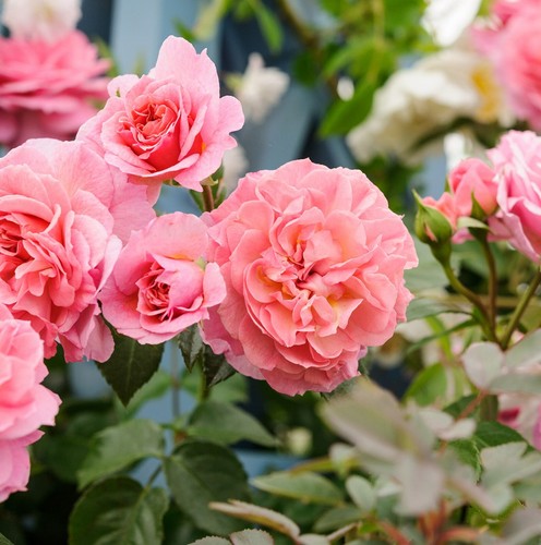 Rose bush pot pick - in,