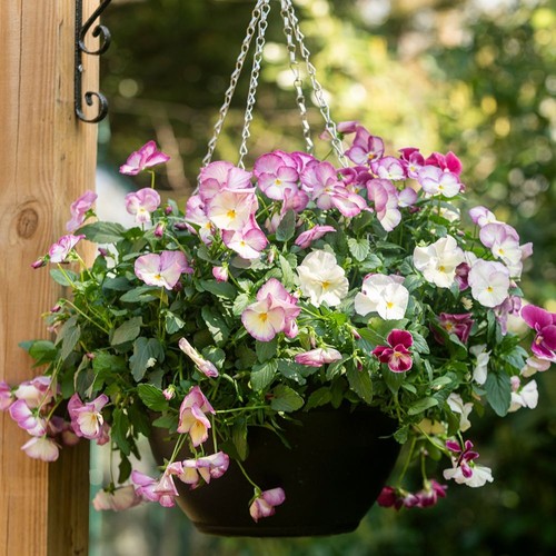 Viola carneval special rose - special,